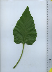 leaftop