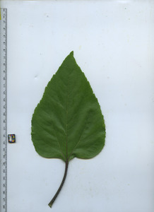 leaftop