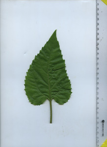 leaftop