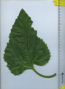 leaftop