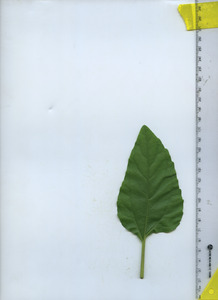 leaftop
