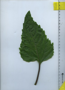 leaftop