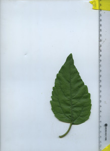 leaftop
