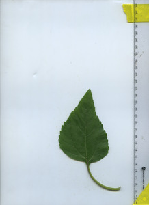 leaftop