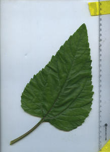 leaftop
