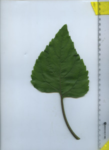 leaftop