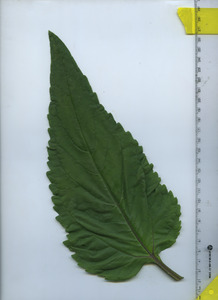 leaftop