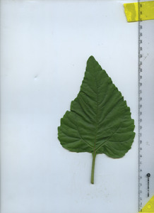 leaftop