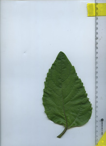 leaftop