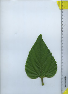 leaftop