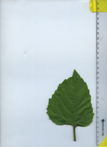 leaftop