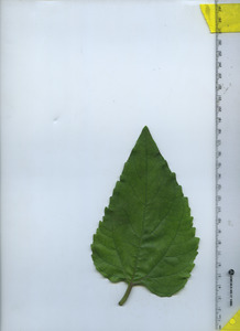 leaftop