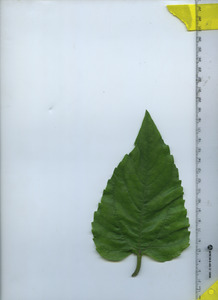 leaftop