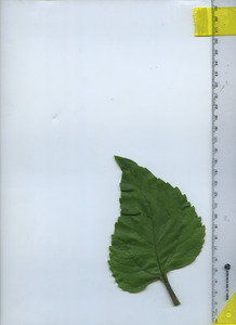 leaftop