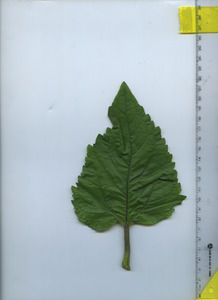 leaftop