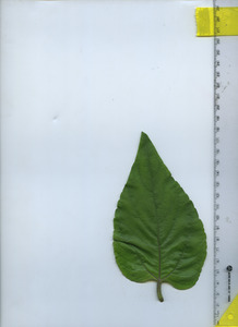 leaftop