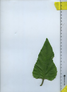 leaftop