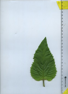leaftop