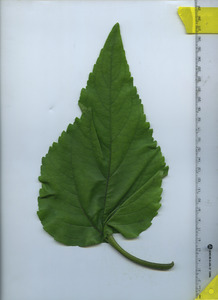 leaftop