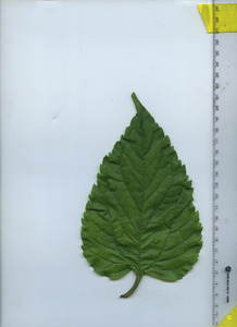 leaftop