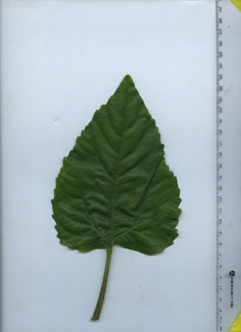 leaftop