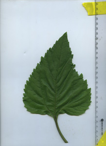 leaftop