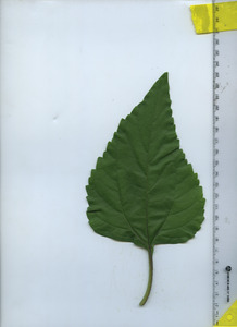 leaftop