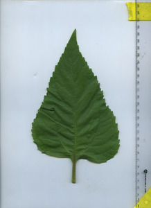 leaftop