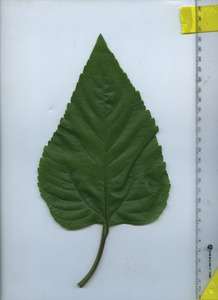 leaftop