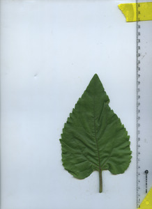 leaftop