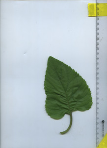 leaftop