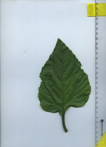 leaftop