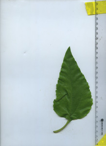 leaftop