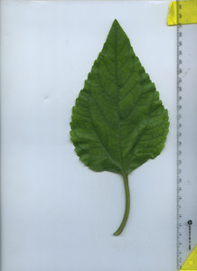 leaftop