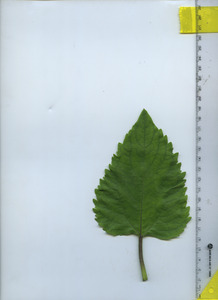leaftop