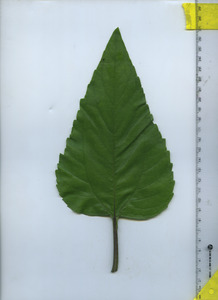 leaftop