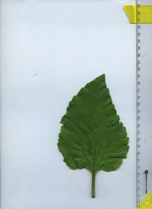 leaftop