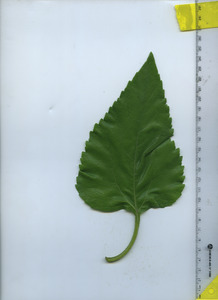 leaftop
