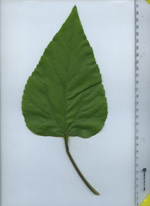 leaftop