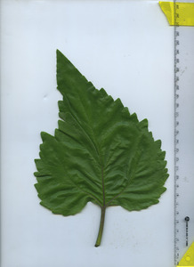 leaftop
