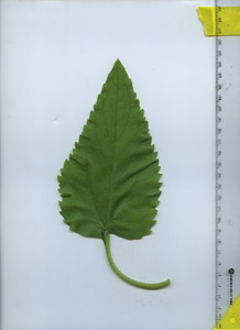 leaftop