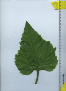 leaftop