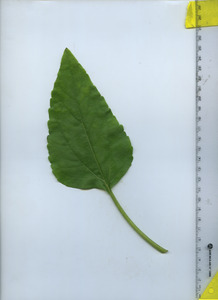 leaftop