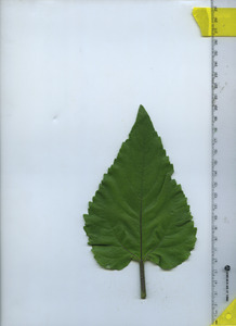 leaftop