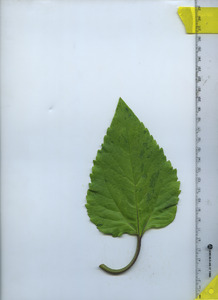 leaftop