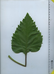 leaftop