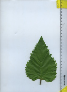 leaftop