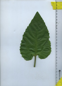 leaftop
