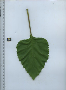 leaftop
