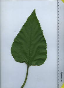 leaftop